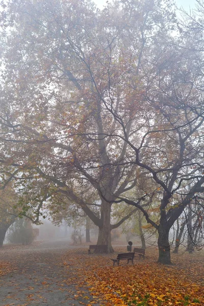 Una Mística Mañana Niebla Parque Otoño — Foto de Stock
