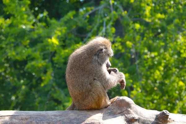 Małpa Siada Drzewie Czyści Wełnę Rozprzestrzenianie Się Choroby Pandemia Wirus — Zdjęcie stockowe
