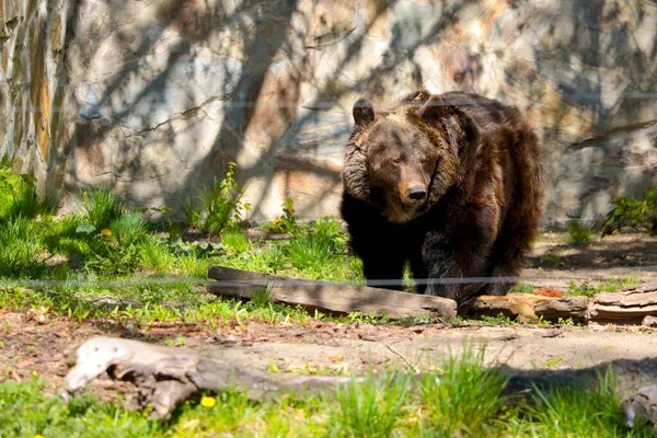 Μια Μεγάλη Καφέ Αρκούδα Στην Άγρια Φύση Επικίνδυνα Ζώα — Φωτογραφία Αρχείου
