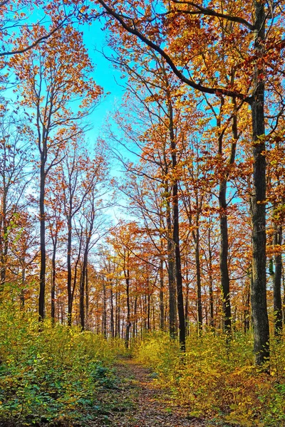 Bela Floresta Vermelha Amarela Dia Ensolarado Outono — Fotografia de Stock