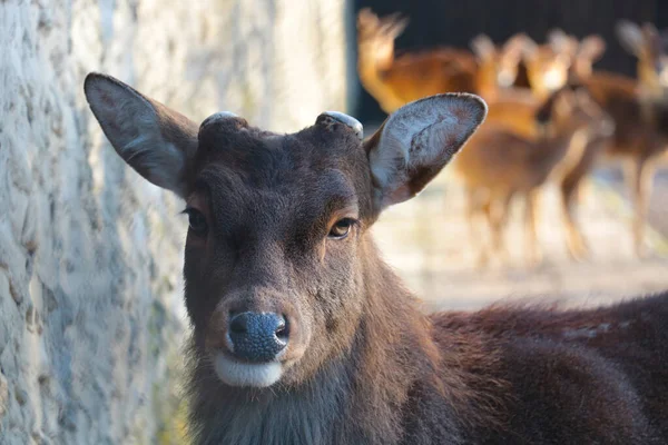 Gros Plan Sur Faune Portrait Cerf Sauvage Dans Forêt — Photo