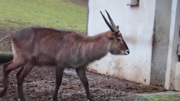 Nahaufnahme Einer Schönen Antilope Park — Stockvideo
