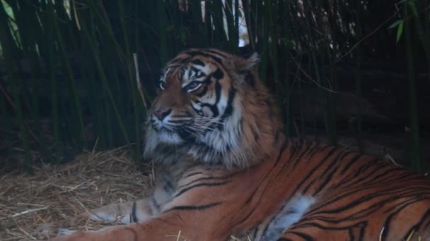 Primer Plano Tigre Mentiroso Gato Depredador Tigre — Vídeos de Stock
