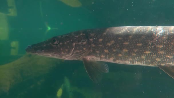 Suda Yüzen Bir Turnabalığı Yakından Çek Yırtıcı Balık Turna Balığı — Stok video
