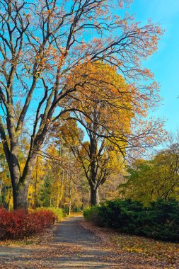 Sonbahar arkaplanı. Parlak sarı kızıl park güneşli bir sonbahar gününde