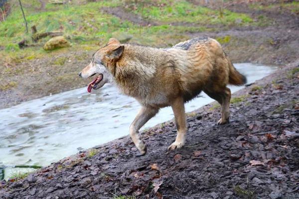 森の中の野生の狼のクローズアップ — ストック写真
