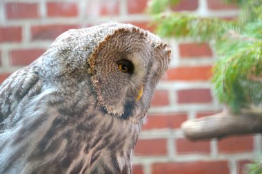 Seçici odaklanma. Vahşi doğada büyük gri bir baykuş