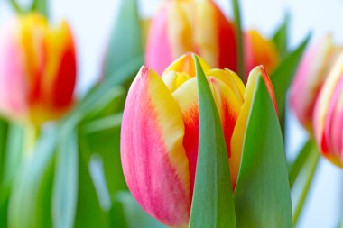 Çiçek açan lalelerden oluşan parlak bir buketin yakın çekimi