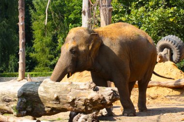 Hayvan parkında bir file yakın çekim