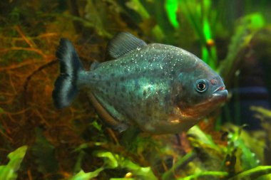 Suda yüzen bir balığa yakın çekim. Su altı fotoğrafçılığı. Pirana balığı.