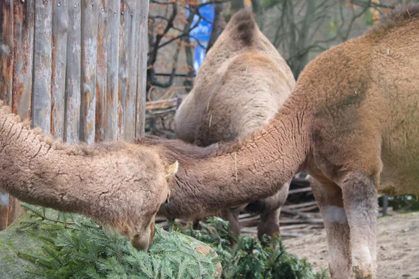 Верблюди Їдять Гілки Ялини Або Сосни Дикої Природи — стокове фото