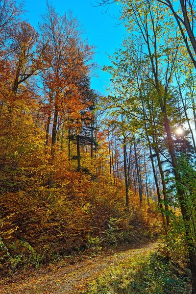 Floresta Vermelha Amarela Brilhante Dia Ensolarado Outono — Fotografia de Stock