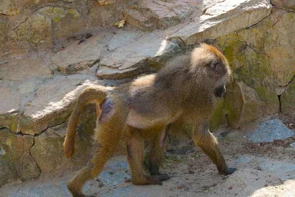 Pawian Jest Rodzajem Naczelnych Rodziny Małp Małpa Parku Dla Zwierząt — Zdjęcie stockowe