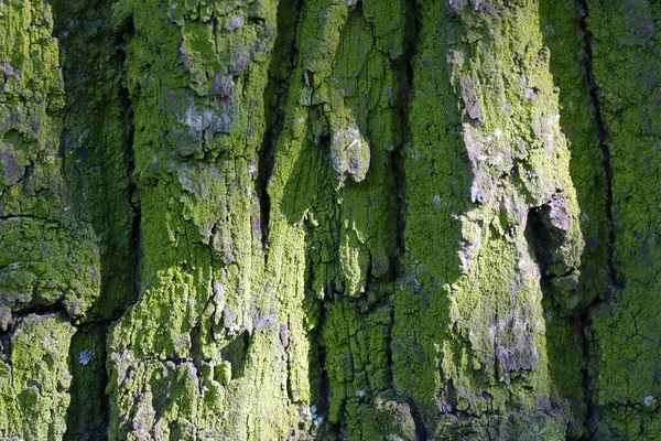 Ağaç Kabuğunun Yeşil Dokusuna Yakın Çekim — Stok fotoğraf