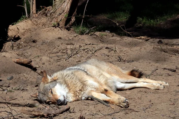 森林的沙滩上躺着一只狼 晒太阳 食肉动物睡觉 — 图库照片
