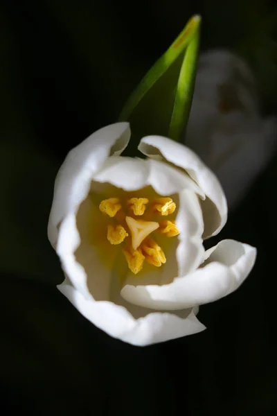 Vue Haut Sur Bourgeon Fleuri Une Tulipe Fleurie — Photo