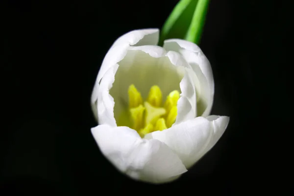 Concentration Sélective Sur Fond Noir Est Une Tulipe Fleurs — Photo