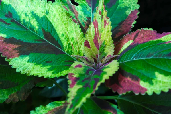 Prachtige Jonge Gekleurde Bladeren Van Een Indoor Bloem Plant Natuur — Stockfoto