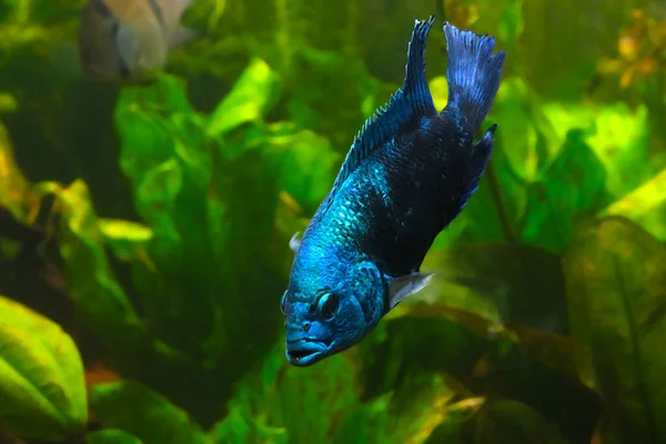 Modré Ryby Plavou Dně Moře Krásná Ryba — Stock fotografie