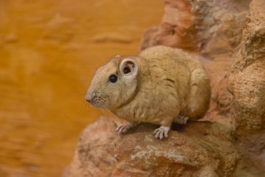 Odak dışı, bulanık arkaplan. Kayanın üzerinde küçük bir fare