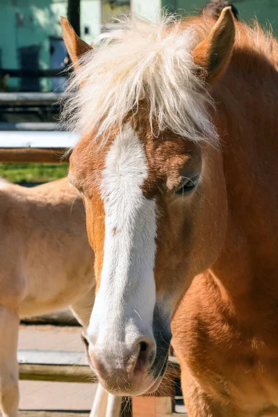Zbliżenie Pięknego Czerwonego Białego Konia — Zdjęcie stockowe