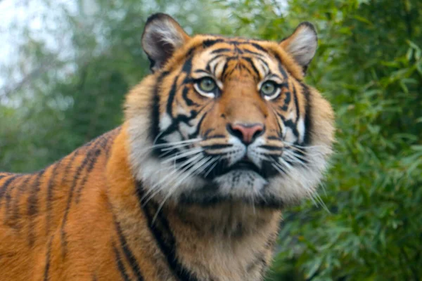 Oskärpa Suddig Bakgrund Vacker Tiger Det Vilda — Stockfoto