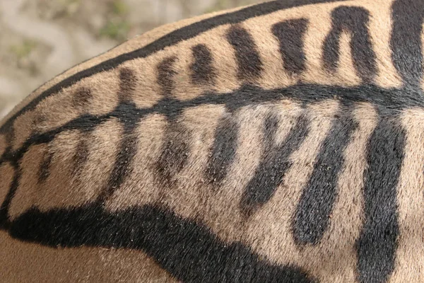 Close Zebra Body Striped Animal — Fotografia de Stock