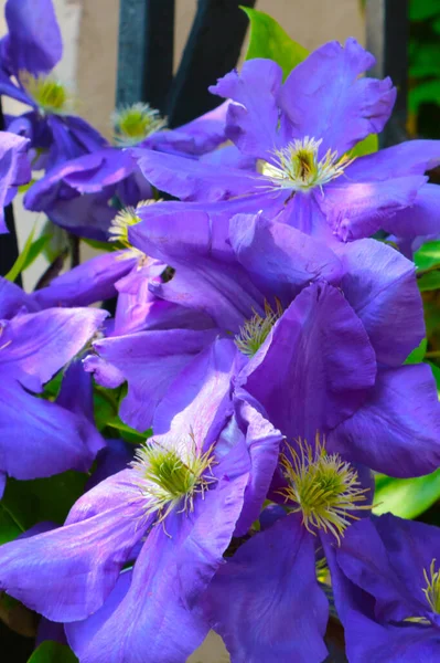 Schöne Lila Blumen Blühen Sommer Garten — Stockfoto