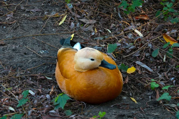 一只聪明的鸭子坐在池塘的岸边 — 图库照片