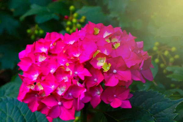 Close Flowering Branch Hydrangea Posy — Stock Photo, Image