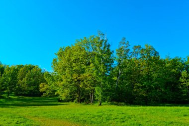 Güneşli bir yaz gününde doğanın güzel arka planı yeşil çayır ve ağaçlar