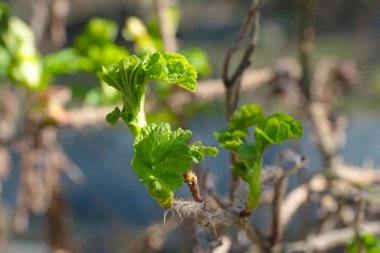 Genç yeşil çalı yaprakları baharda parkta
