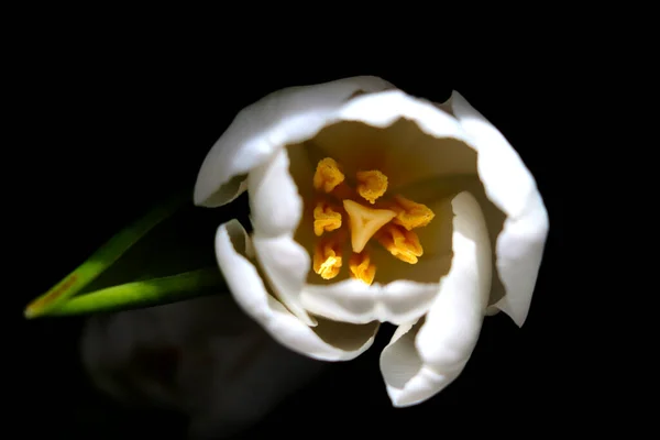 Top View Flowering Tulip Flower Flower Black Background — Foto Stock