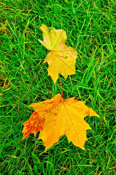 Падшие Кленовые Листья Земле Начало Осени Уборка Урожая — стоковое фото