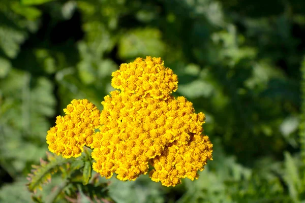 Çayırda Yararlı Bir Tarla Bitkisi Çiçek Açıyor — Stok fotoğraf