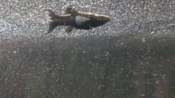 Beautiful Dark Small Fish Swims Aquarium — Wideo stockowe
