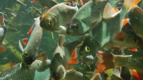 Podwodne Zdjęcia Duża Szkoła Ryb Pływa Wodzie — Wideo stockowe