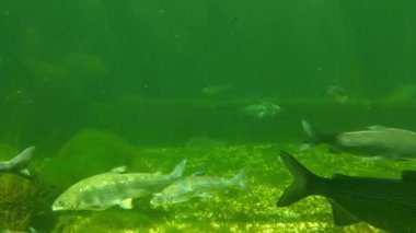 Gölette yüzen balıkların sualtı çekimi. Su altı dünyası ve yaşam