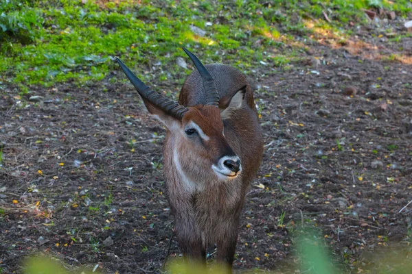 Close Beautiful Antelope Wild — Stok fotoğraf