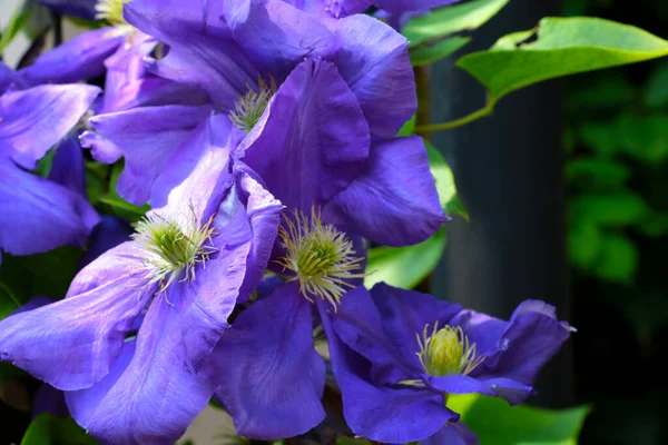 Purple Beautiful Flowers Bloom Garden Summer — Stockfoto
