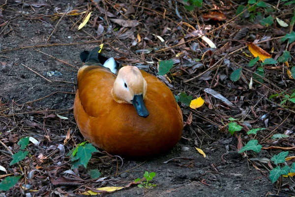 Pato Salvaje Brillante Sienta Suelo Aves Silvestres — Foto de Stock