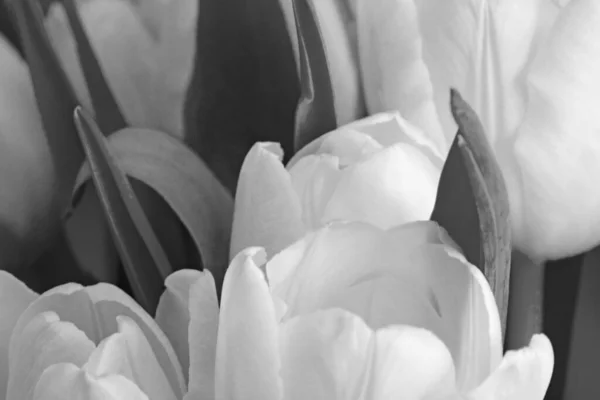 Чорно Біле Фото Тлі Букета Квітів — стокове фото