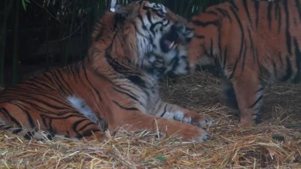 Close Two Tigers Wild Cat Tiger Species Carnivorous Mammals Cat — Stockvideo