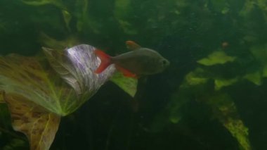 Yüzen balığın güzel sualtı çekimi. Vahşi yaşam