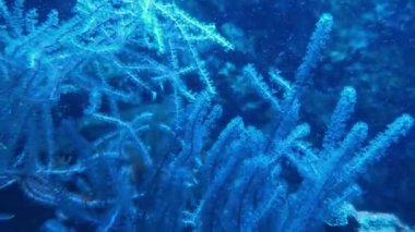 Underwater footage of marine life at the bottom of the sea or ocean. Beautiful algae and fish