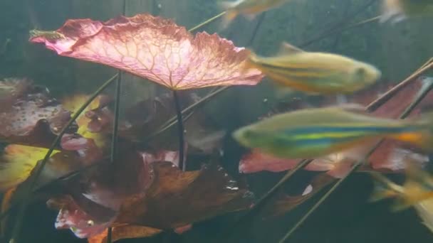 Underwater Footage Fast Swimming Fish Bottom Sea Ocean — Stock video
