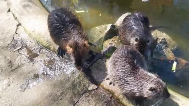 Top View Otters Water Nutria Mammal Order Rodents Included Tribe — Stockvideo