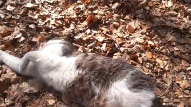 A cat lies on yellow leaves. Cute pet. A cat is a pet, one of the most popular companion animals