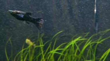 Shooting swimming fish in an aquarium. Relaxes, rest. Closed home aquarium ecosystem