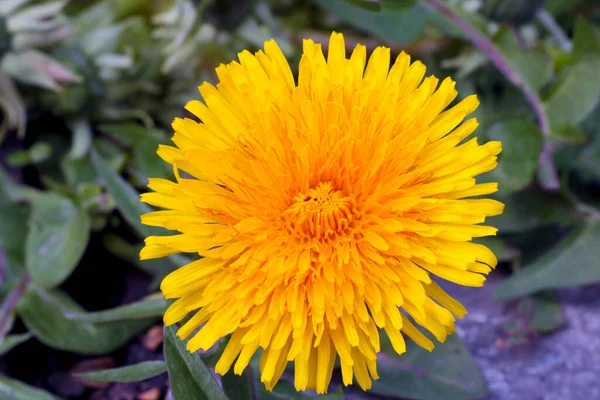 Close Dente Leão Amarelo Florescendo Dandelion Género Botânico Pertencente Família — Fotografia de Stock